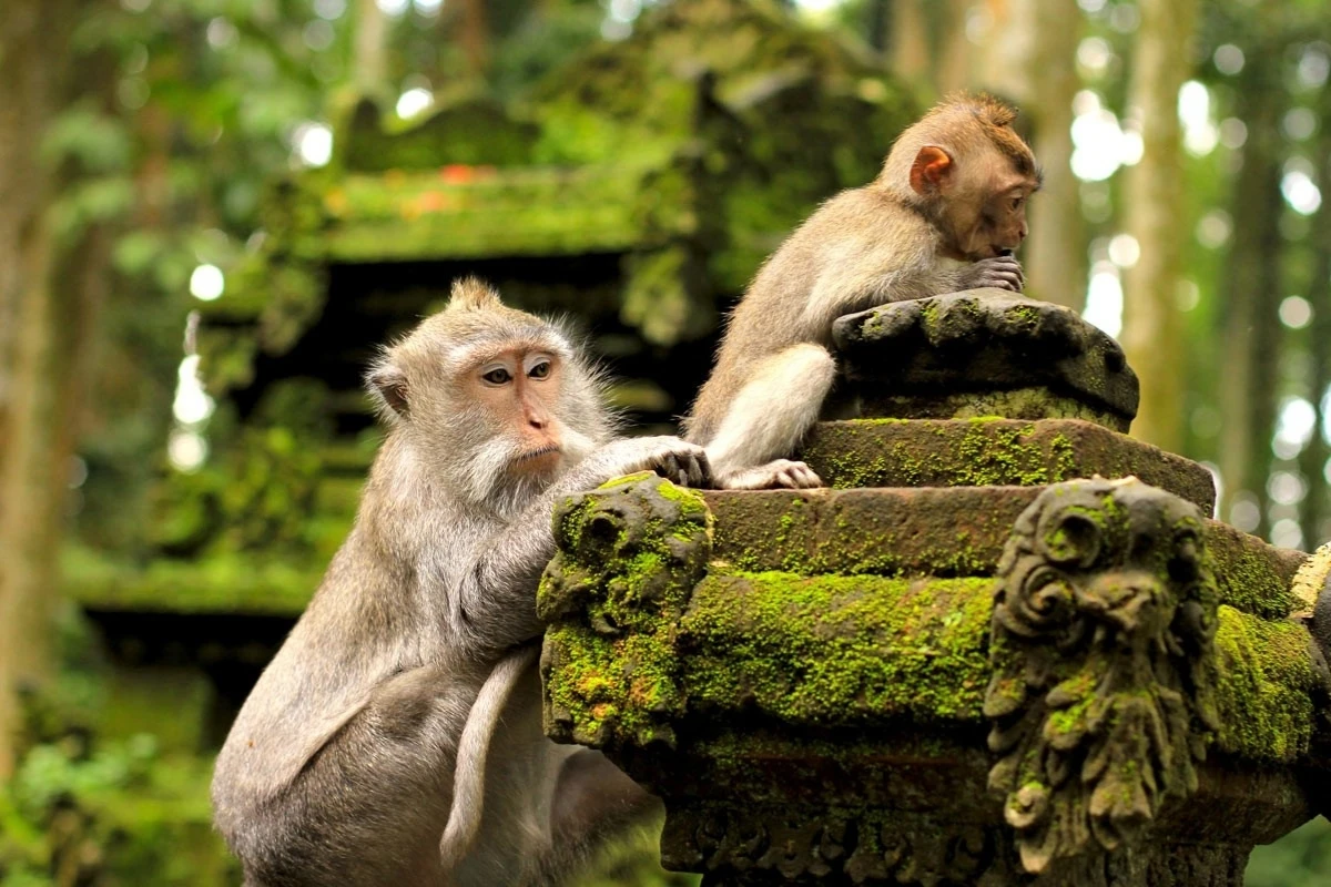 ubud monkey forest bali