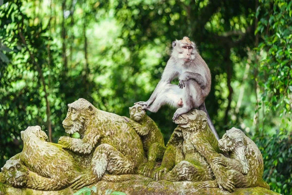 ubud monkey forest